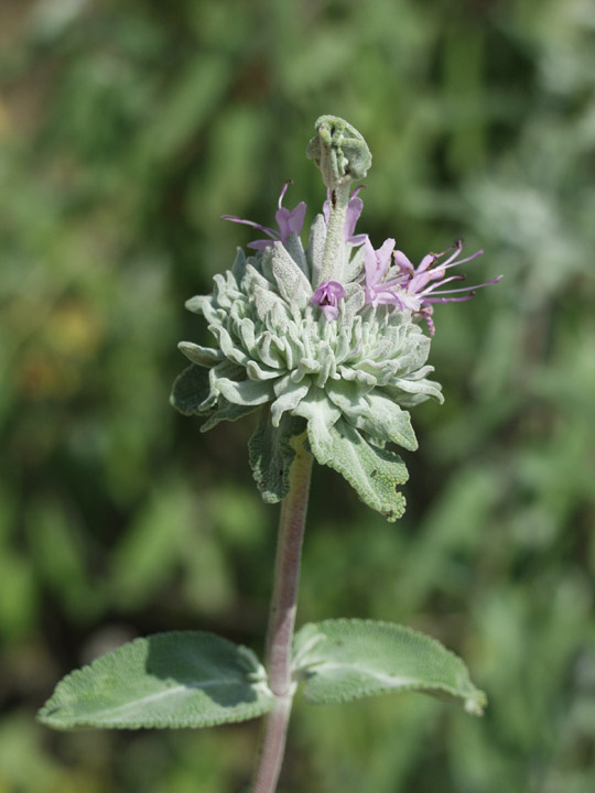 P3242264