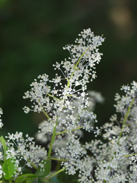 P3242268