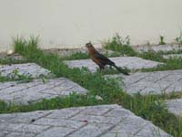 IMG_0993_NestMakingBird